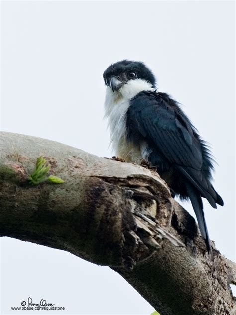 Philippine Falconet Birdforum