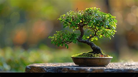 Small Tree Setting Put It In A Small Pot As A Mini Bonsai Background ...