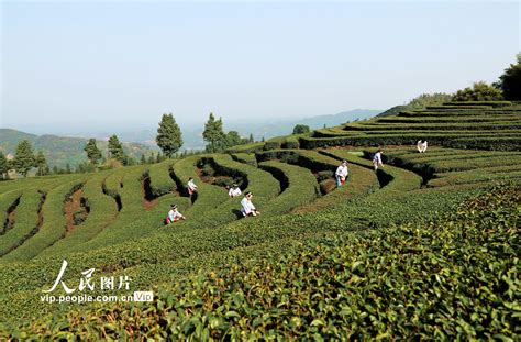 四川纳溪：人勤春早采茶忙【2】 图片频道 人民网