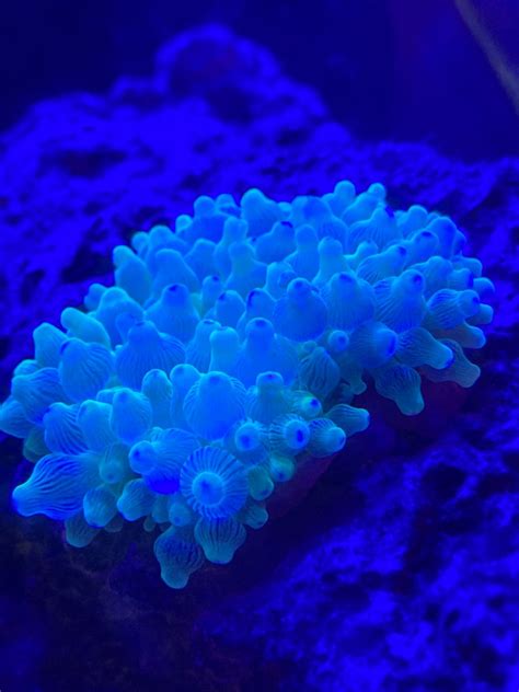 Dead Anemone Reef2reef