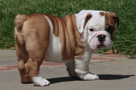 English Bulldog Puppies For Sale