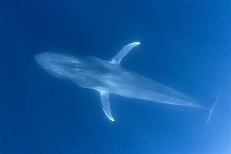 8 Fascinating Facts About Blue Whales—and How to Help Them - Brightly