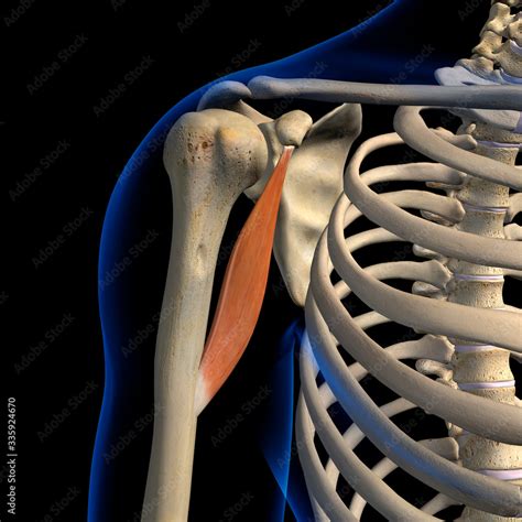 Coracobrachialis Muscle Isolated in Anterior View Anatomy on Black Background Stock Illustration ...