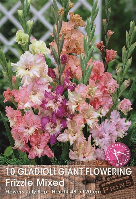 Large Gladioli Frizzle Mixed Summer Flowering Bulbs WPC Prins Pack