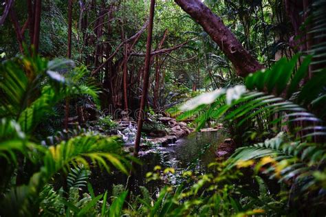Tropical Forest In Thailand Stock Image Image Of Beautiful Flora