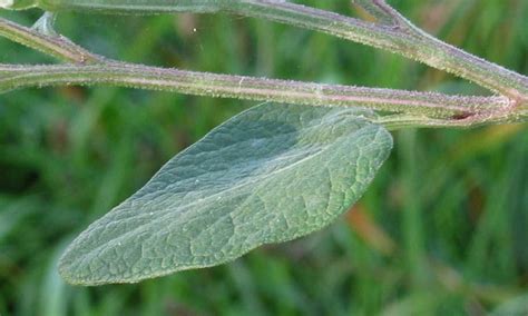 Arctium tomentosum (woolly burdock): Go Botany