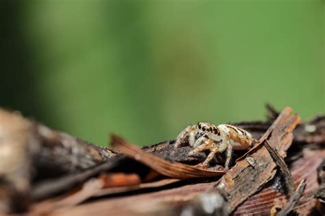 5 Tips For Getting Rid Of Spiders In Your Arizona Home Patriot Pest And Termite Control