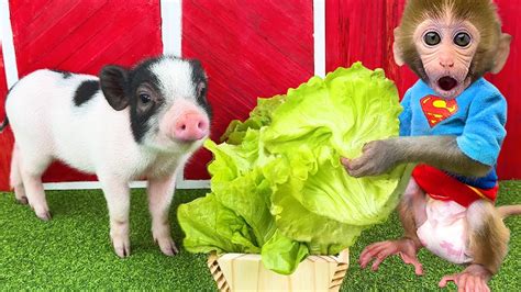 Monkey Baby Bon Bon Goes To Harvest Vegetables And Eat Watermelon With