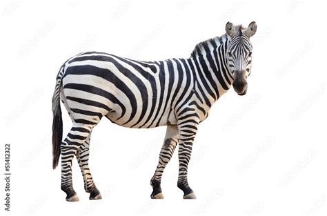 Foto De Zebra Isolated Do Stock Adobe Stock