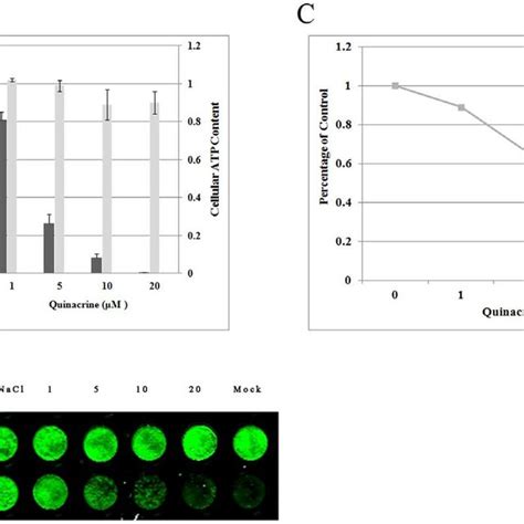 Effects Of Quinacrine On Established Ev71 Infection Quinacrine Added