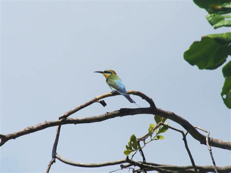 bird life: Rainbow Bee-eater