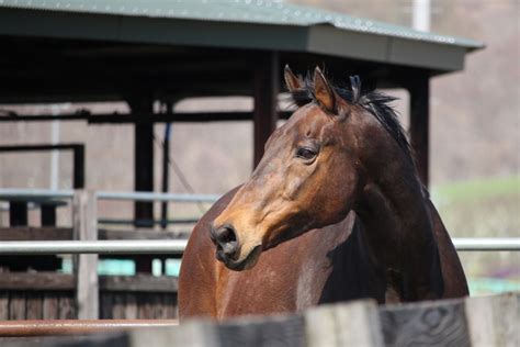 「みんなの乗馬」ブログ 「みんなの乗馬」ブログ