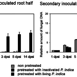 P Indica Colonization Inhibits Subsequent P Indica Colonization Of