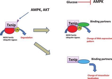 Regulation Of Txnip Protein Expression Txnip Protein Is Rapidly Turned