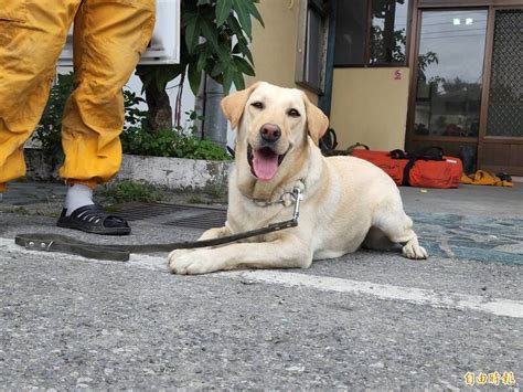 花蓮強震》搜救犬fancy「地震至今只休1天」 險被汽車大落石砸中 社會 自由時報電子報