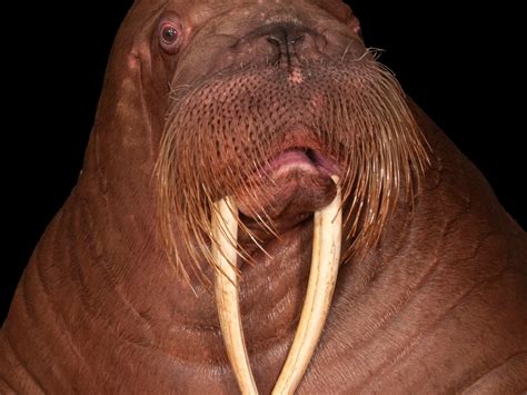 Warus Walrus National Geographic Silverbureau Ma