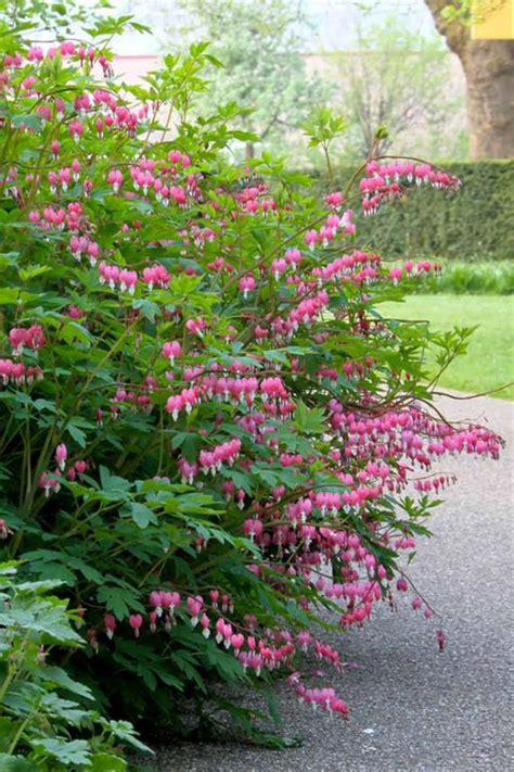 Buy Old Fashioned Bleeding Heart Plant FREE SHIPPING Wilson Bros