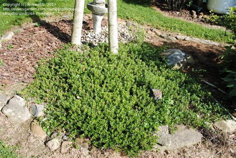 Plantfiles Pictures Arctostaphylos Bearberry Kinnikinnick Pinemat