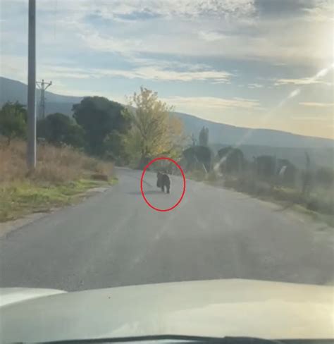 Otomobilin Önüne Fırladı Şoför Ne Yapacağını Şaşırdı Önce Ağaca