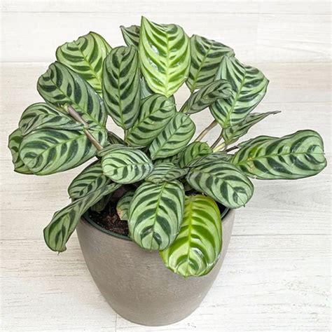 Jual Tanaman Hias Calatea Sepat Calathea Sepat Shopee Indonesia