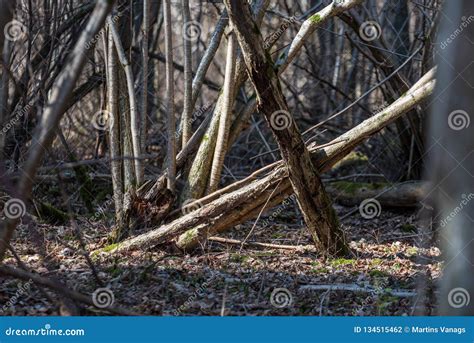 Naked Pine Tree Forest Before Winter Stock Photo Image Of Empty