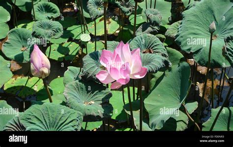 Field Of Lotus Flowers Stock Photo Alamy