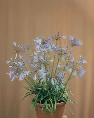 Agapanthus 'Dwarf Blue' - Botanica Nurseries