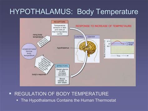 Ppt Bio Chapter The Central Nervous System Supplement