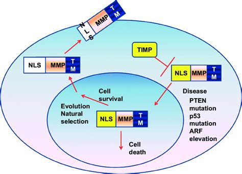 The Hypothetical Evolutionary Path Of Mmp Original Mmps May Contain Download Scientific