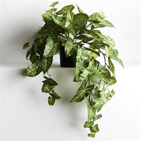 Syngonium Hanging Plant In Pot Cm Desflora