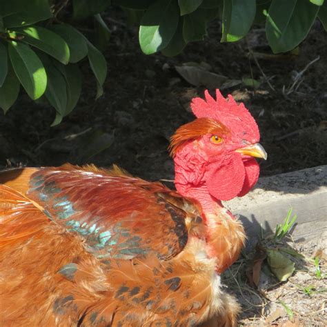Jack The Naked Neck Rooster BackYard Chickens Learn How To Raise Chickens