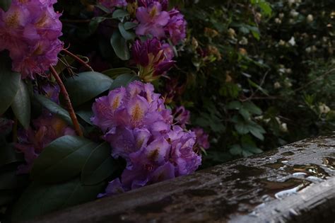 Rhododendron Bush Busch Kostenloses Foto Auf Pixabay Pixabay