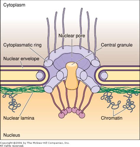 De Histology: Nuclear Envelope