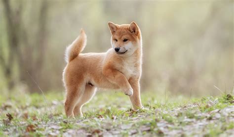 Shiba inu caractère santé et alimentation Jardiland