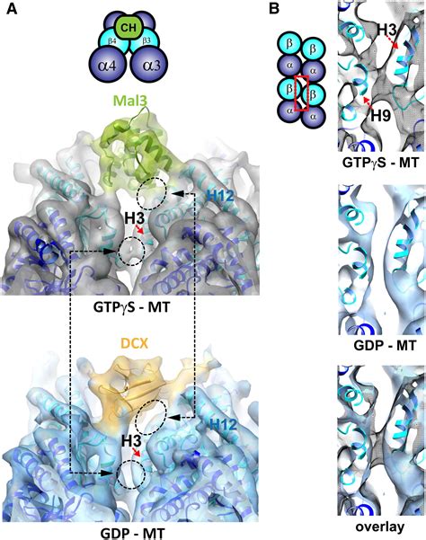 Ebs Recognize A Nucleotide Dependent Structural Cap At Growing