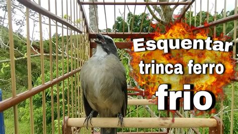 ESQUENTAR TRINCA FERRO FRIO faça o teste trinca ferro no mato