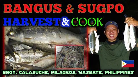 Harvesting Of Bangus Milk Fish And Sugpo Prawn I Jackpot I Cook I