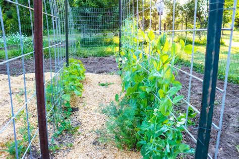 How to Grow and Plant Beets