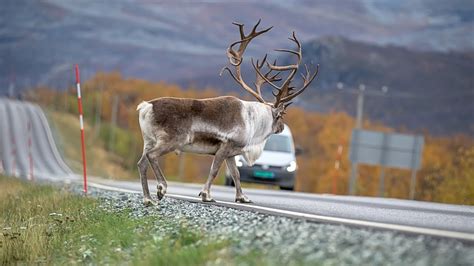 Caribou Migration Secrets In The Arctic Wilderness Youtube