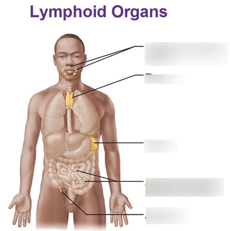 Lymphoid Organs Diagram Quizlet