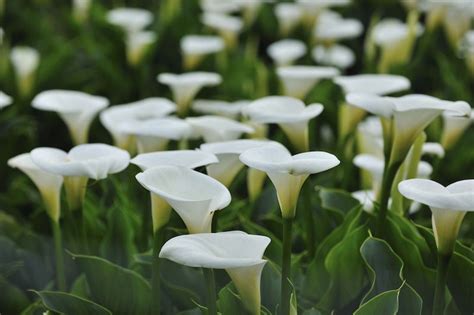 Australian Grow Guide Calla Lilies Ultimate Backyard