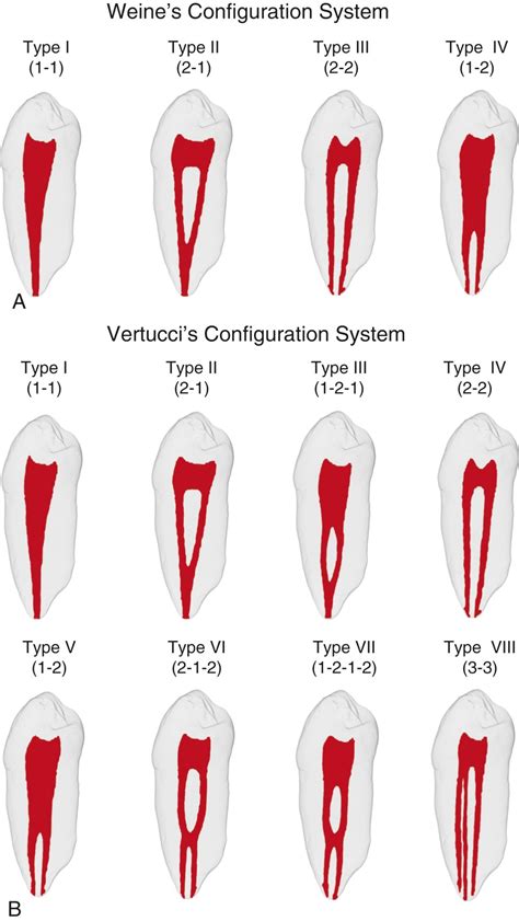 Root Canal Anatomy Pocket Dentistry