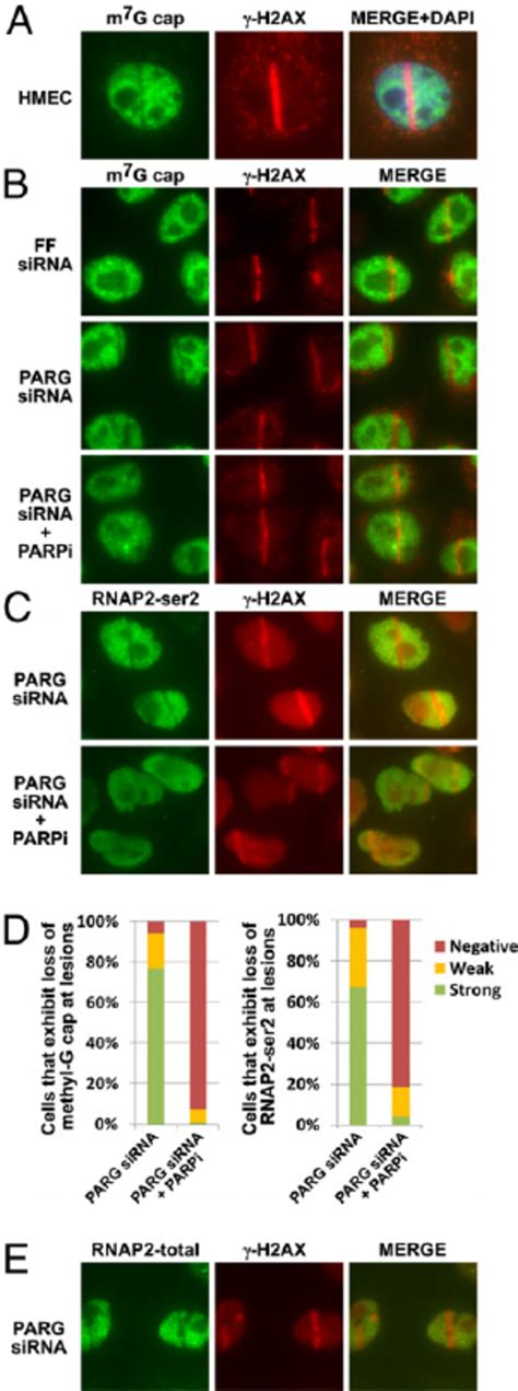 PARP Activity Is Required For Inhibition Of Transcription At Sites Of