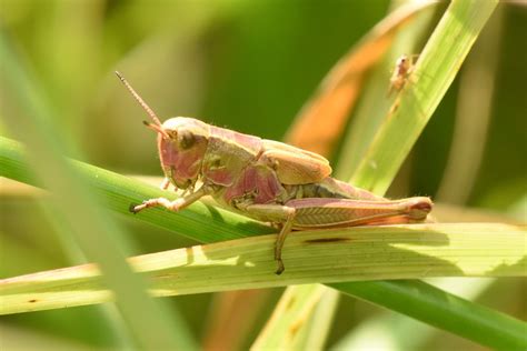 Photo Criquet ensanglanté Stethophyma grossum Observations be