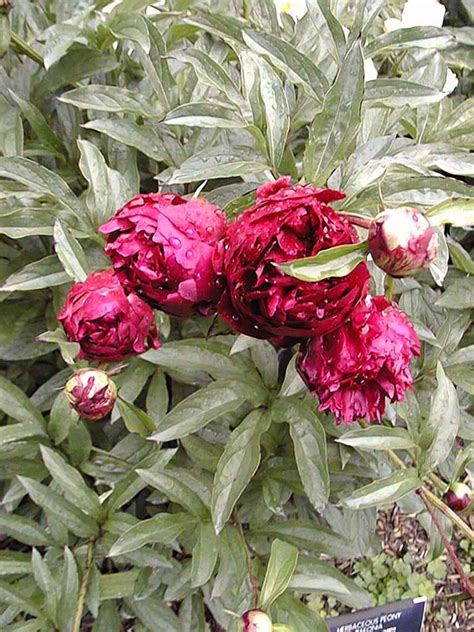 Common Garden Peony Herbaceous Peony Paeonia Lactiflora