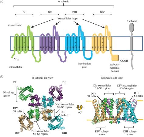 A New Look At Sodium Channel Subunits Open Biology