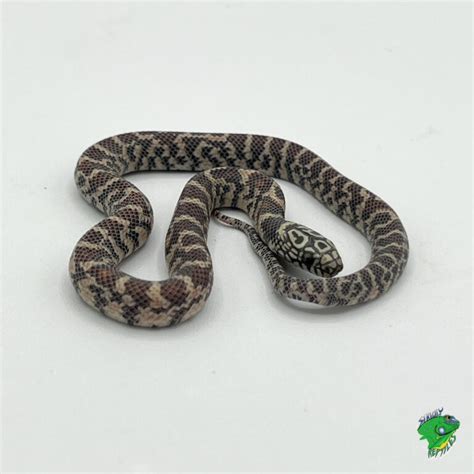 Leucistic Gray Banded King Snake Juvenile Pair Strictly Reptiles Inc