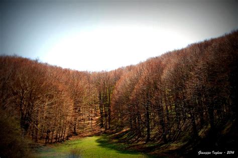 Wallpaper Sunlight Trees Landscape Forest Italy Hill Nature