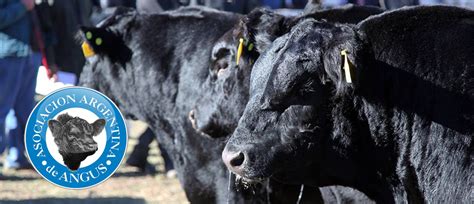 Quienes Somos Asociación Argentina De Angus