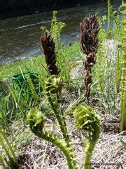 Buy Fresh Fiddleheads Fiddlehead Vegetable Fuzzy Fern Fiddleheads